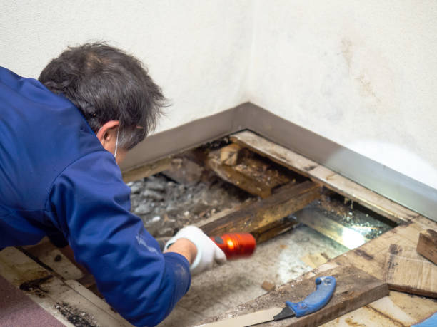 Best DIY Mold Remediation Support Services in Centerville, MN