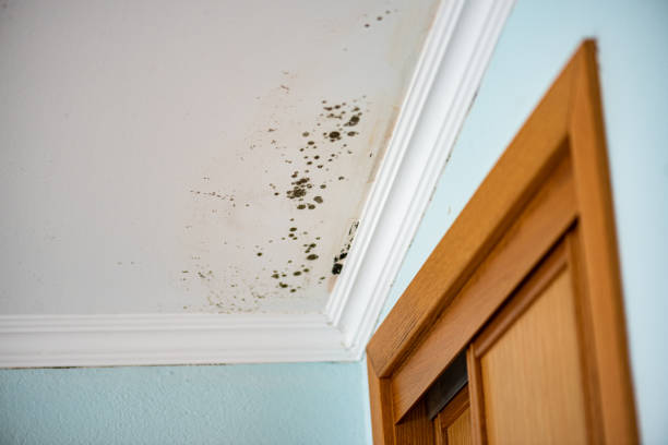 Best Insurance-Related Mold Remediation in Centerville, MN