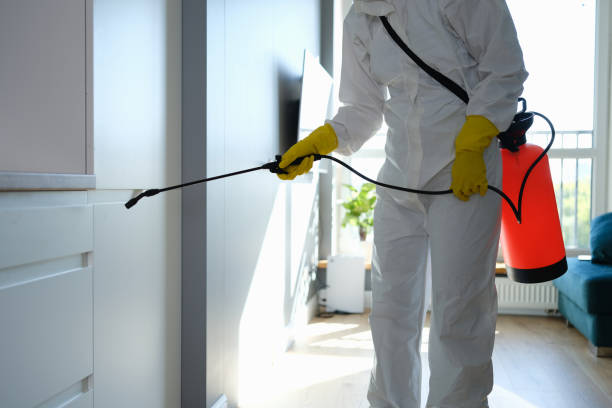 Best White Mold Remediation in Centerville, MN