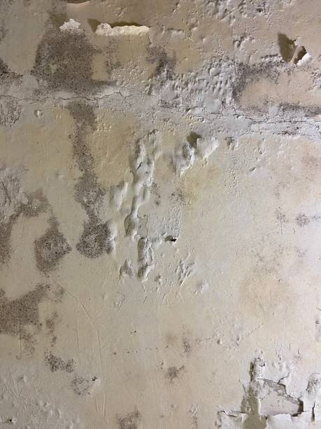 Best Industrial Mold Remediation in Centerville, MN