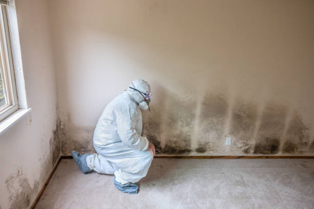 Best Mold Remediation for Specific Building Types in Centerville, MN