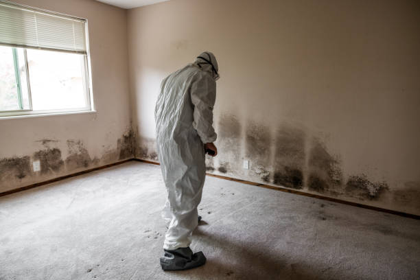 Best Crawl Space Mold Remediation in Centerville, MN