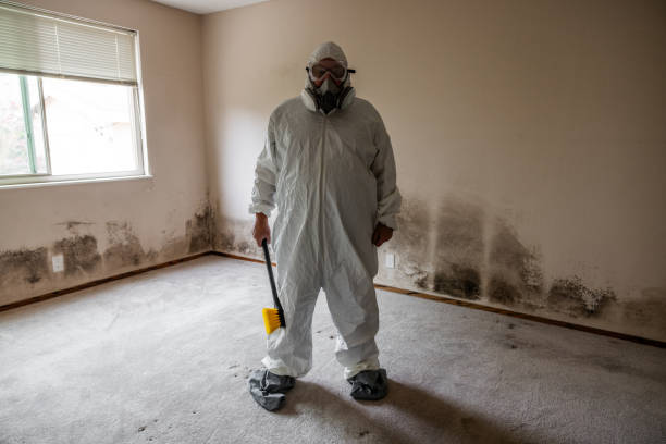 Best Emergency Mold Remediation in Centerville, MN